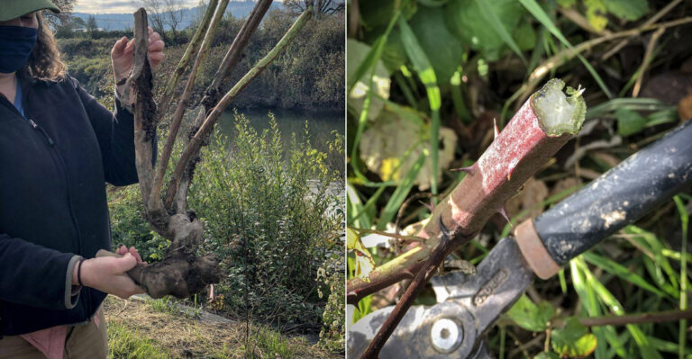Why Leaving Himalayan Blackberry Crowns In The Soil Keeps Oregon Yards Infested