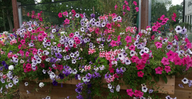 14 Simple Tricks For Nonstop Petunia Blooms Plus 2 That Never Fail