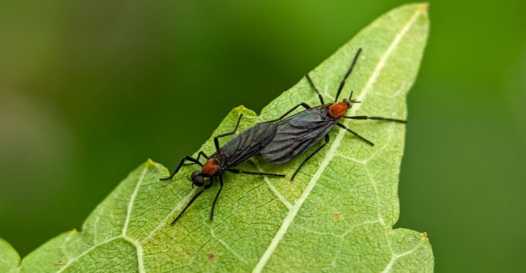 What Love Bugs Are Actually Doing To Your Florida Garden Soil While You’re Not Looking