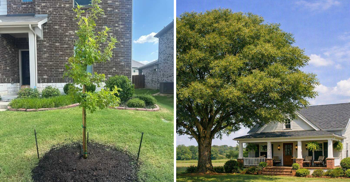 Cedar elm