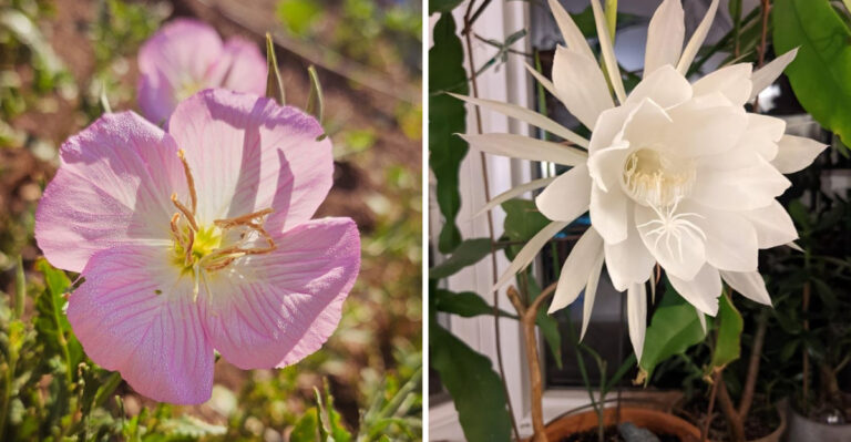 8 North Carolina Perennials That Bloom Only At Night