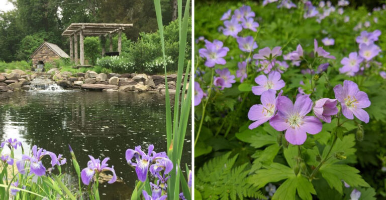 Pennsylvania Native Plant Nurseries Worth Turning Into A Late-Summer Road Trip