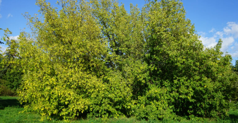 Acer negundo