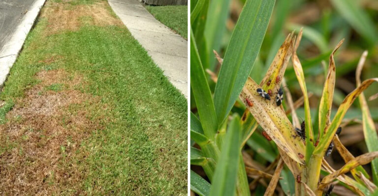 Signs Your Florida Turf Is Struggling With Chinch Bugs And How To Recover Naturally