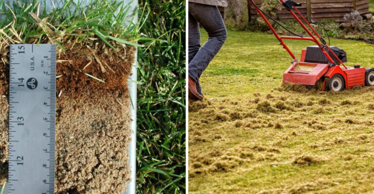 Thatch