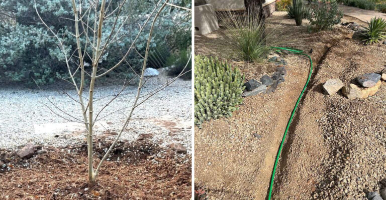 Why August Is A Good Time To Plan New Trees For Arizona Fall Planting