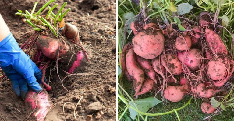 How Georgia Gardeners Know Exactly When To Dig Up Summer Sweet Potatoes