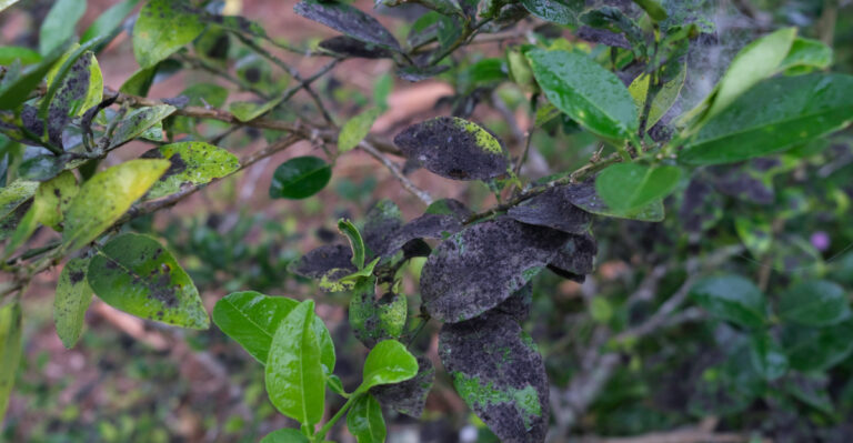 This Sticky Black Drip On Your Illinois Trees Shouldn’t Be Ignored