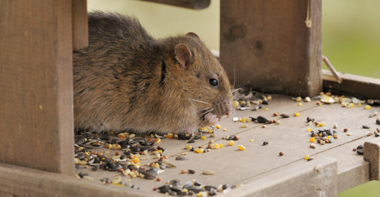 This Oregon Garden Habit Is Attracting More Rats Than Homeowners Realize