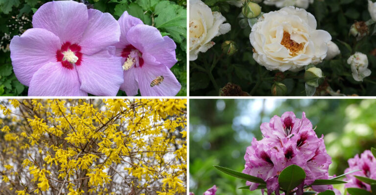 5 Shrubs Virginia Homeowners Can Trim Now, And 3 To Save For Spring