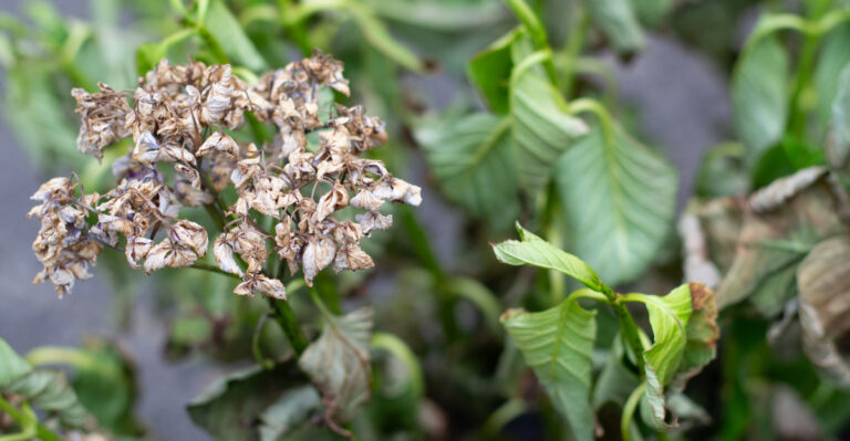 The Real Reason Hydrangea Flowers Are Fading So Fast