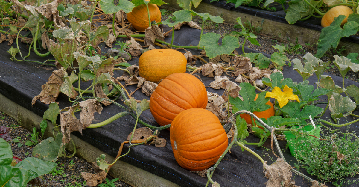 pumpkins