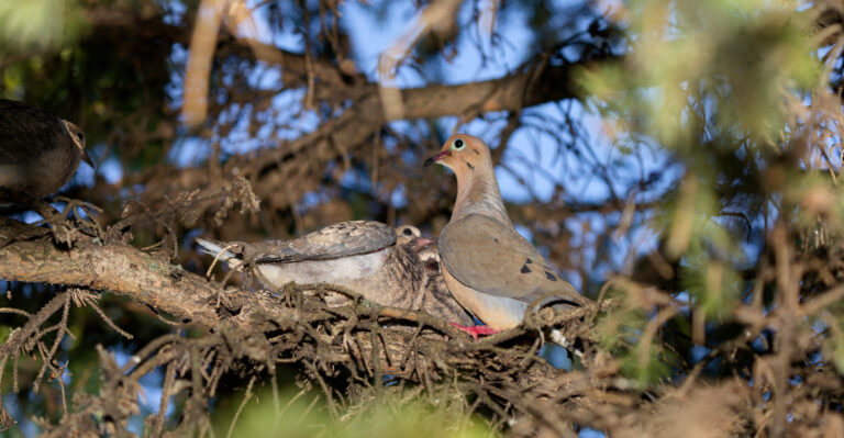 The Meaning Behind A Mourning Dove Nesting On Your Pennsylvania Porch