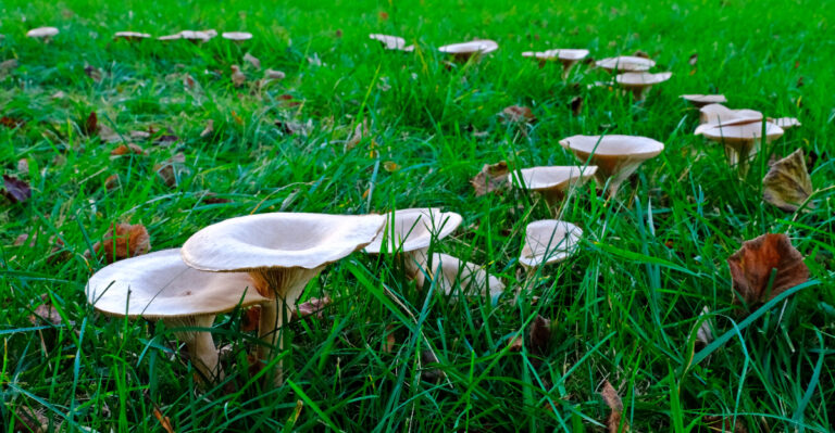 What Those Overnight Mushrooms In A Maryland Lawn Are Actually Feeding On