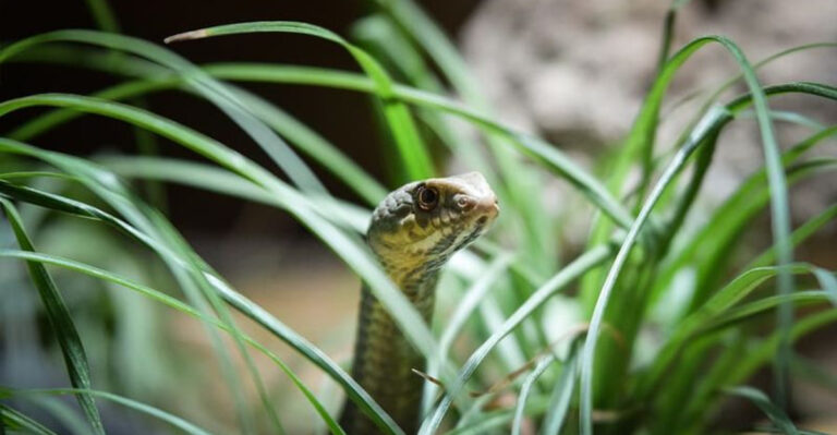 Removing This One Plant Type Cuts Snake Sightings In Pennsylvania Yards