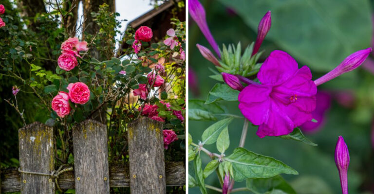What Those Pink Flowers Blooming Overnight In Illinois Are And Where They Come From