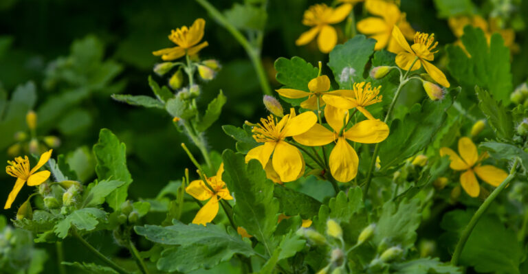 celandine