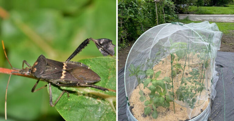 What To Do If Leaffooted Bugs Are Piercing Your Georgia Tomatoes Right Now