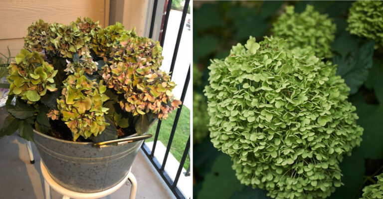 Reasons Pennsylvania Hydrangeas Fade To Green Instead Of Staying Colorful