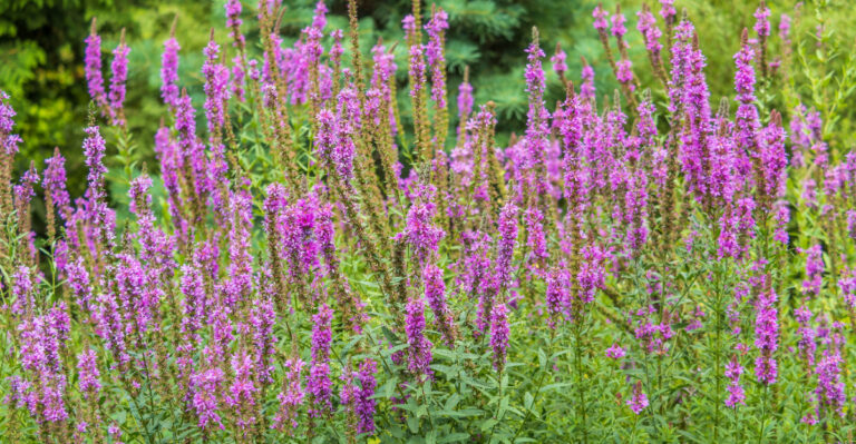 What To Do If A Banned Plant Is Already Growing In Your California Yard