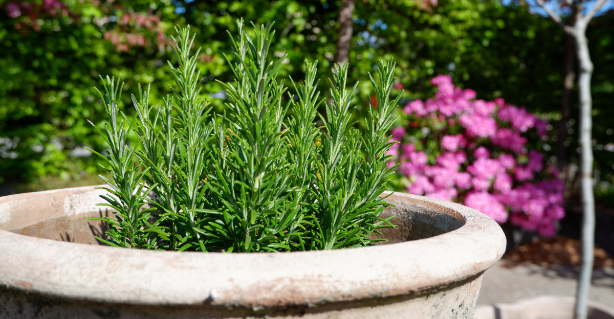 rosemary