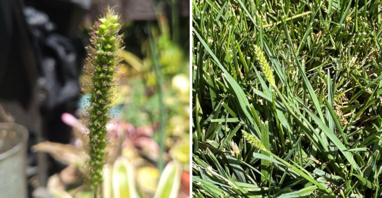 Missouri Officials Are Watching This Invasive Weed Spread Into New Areas