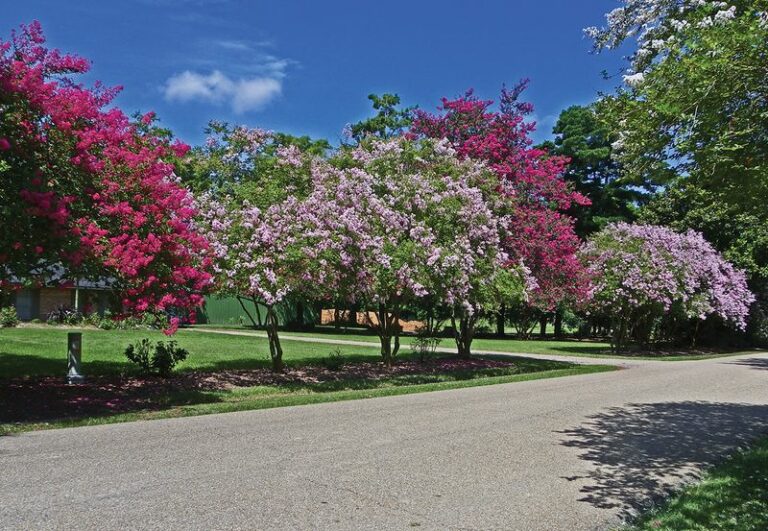 What North Carolina Gardeners Do Differently To Get Crape Myrtles That Bloom Hard Into October