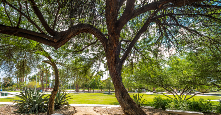 The Landscaping Choice That Changes How Hot Your Arizona Yard Feels