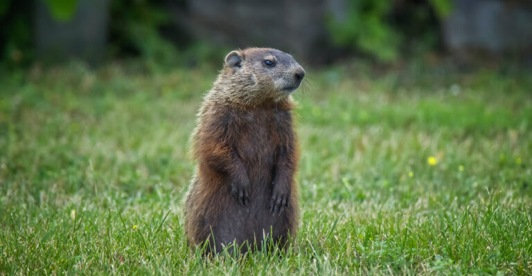The Meaning Behind A Groundhog Living Under Your Pennsylvania Porch