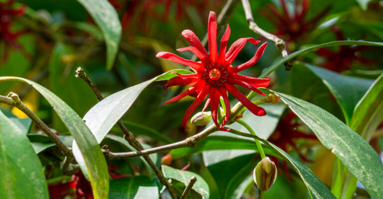 florida anise