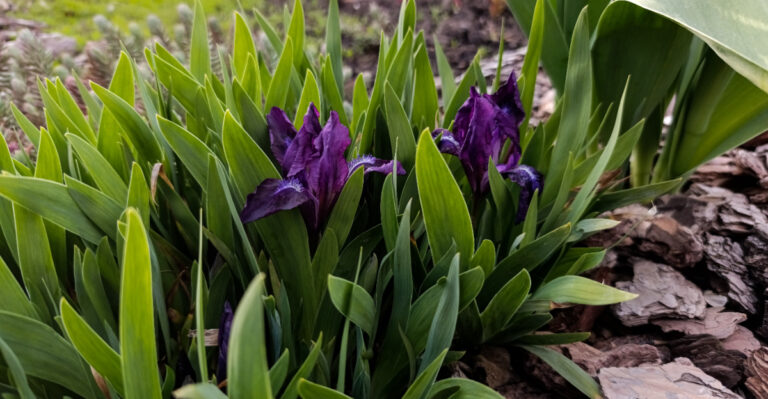 Lush clumps of purple dwarf iris