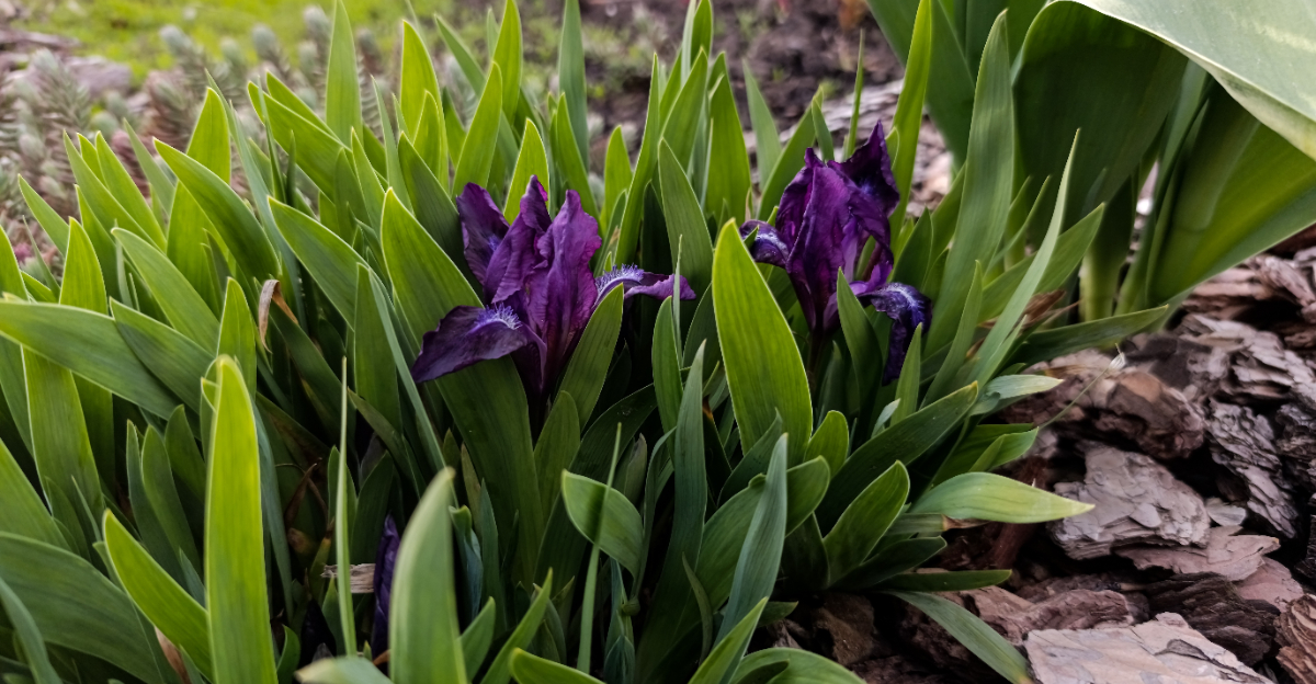 Lush clumps of purple dwarf iris