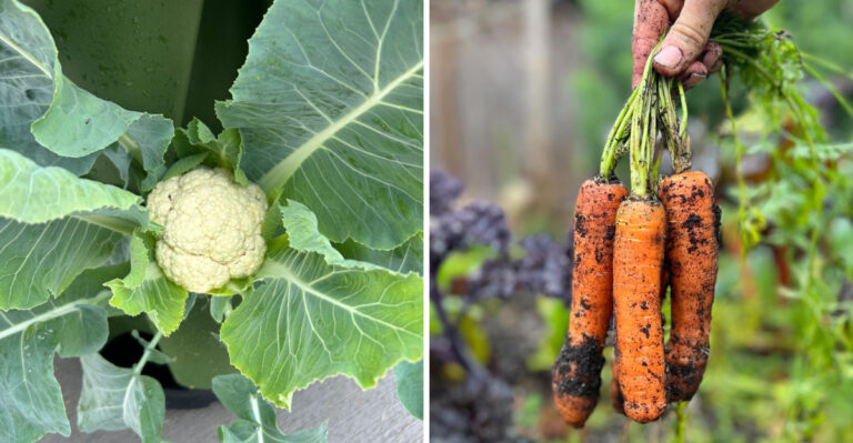7 Michigan Vegetables Worth Succession Planting Every Two Weeks