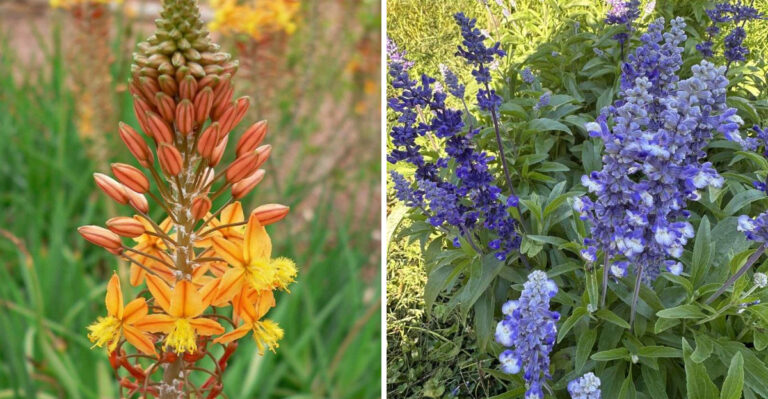 These Are The Arizona Blooms That Fill A Yard Without Constant Watering