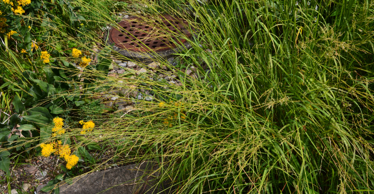 switchgrass