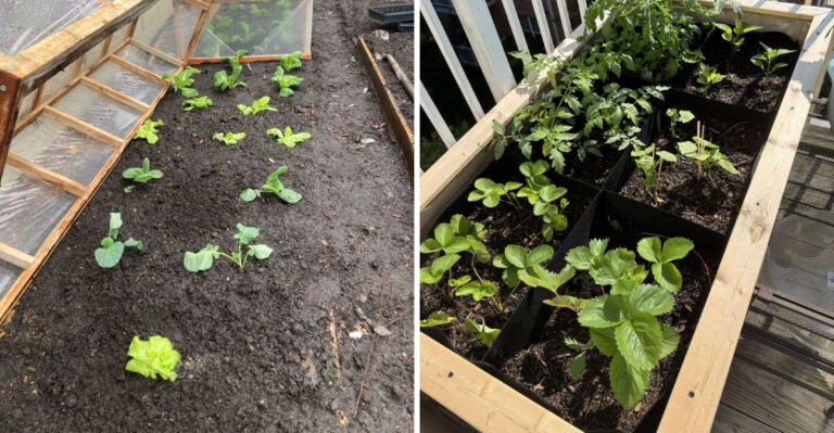 Common Mistakes North Carolina Gardeners Make Starting A Fall Garden In August