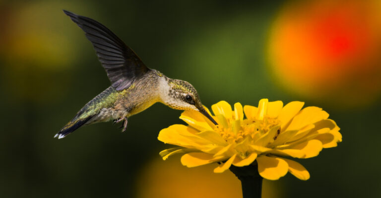 hummingbird on a zinnia flower