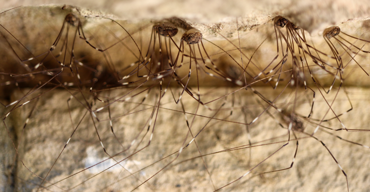 A Group Of Daddy Longlegs