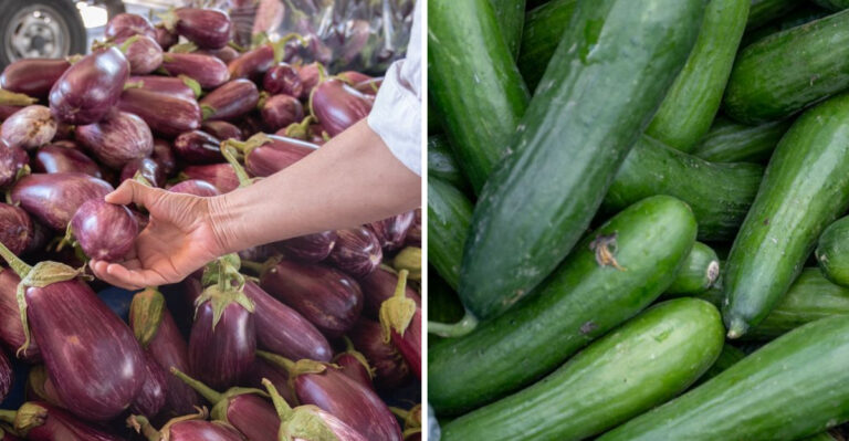 These Tennessee Vegetables Are Entering Their Final Push Toward A Strong Season