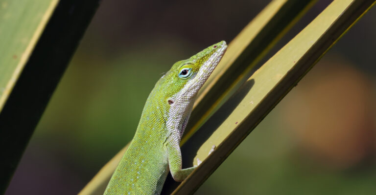 florida green anole