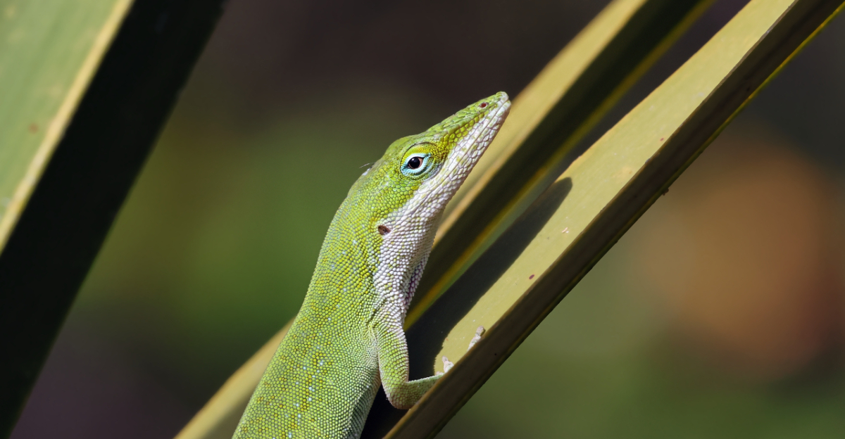 florida green anole