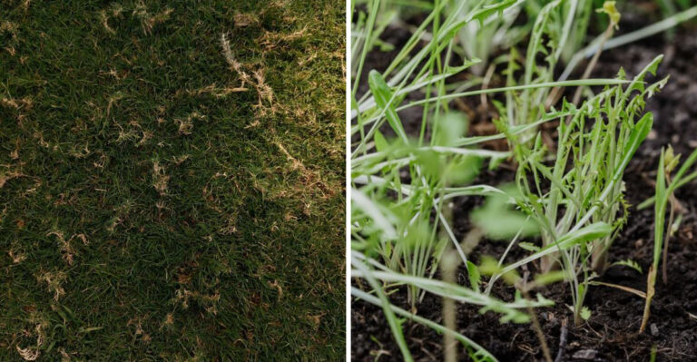 What Makes Late August The Perfect Time To Rewild Your Illinois Yard