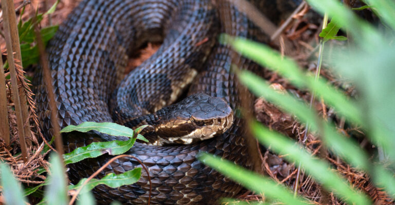 Florida Cottonmouth