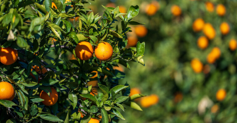 citrus tree (featured image)