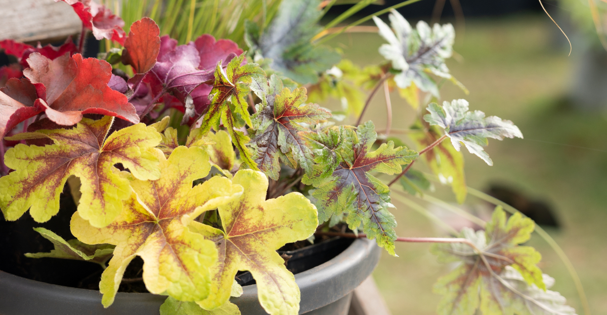 potted coral bells