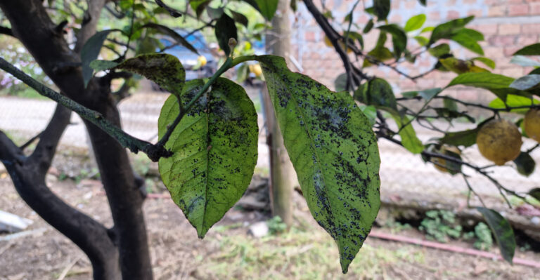 This Sticky Black Substance Dripping From Tennessee Trees Deserves A Closer Look