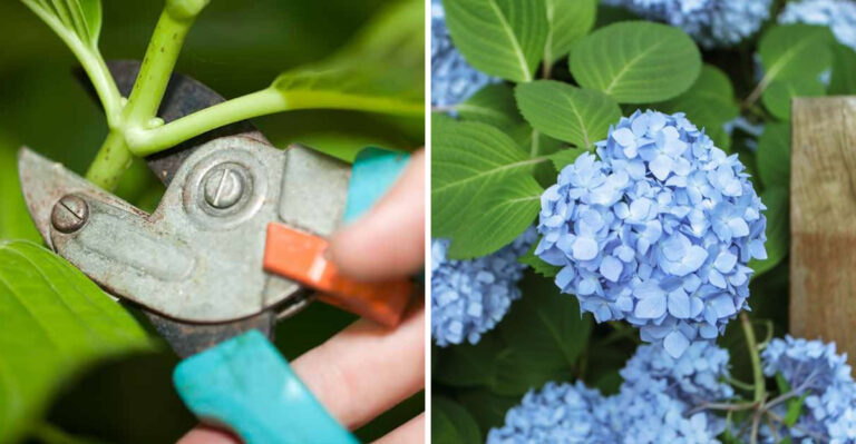 These Pruning Mistakes Are Keeping Your Pennsylvania Hydrangeas From Blooming