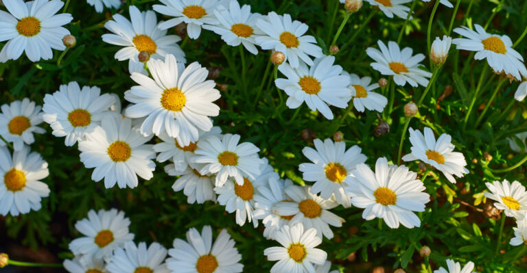 shasta daisies