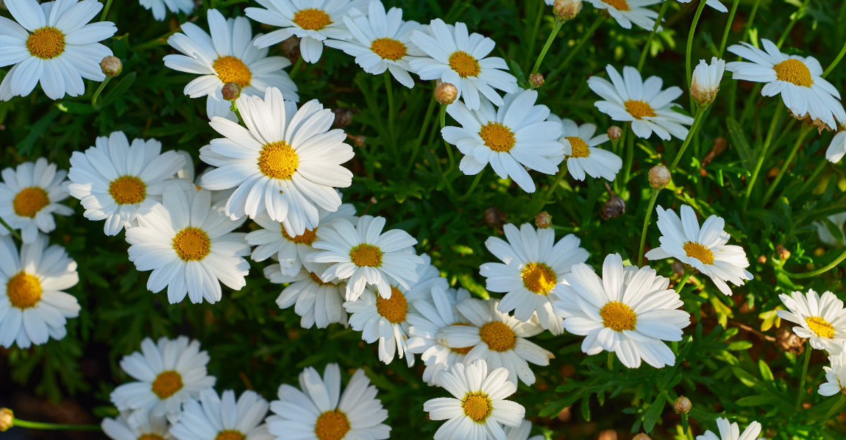 shasta daisies