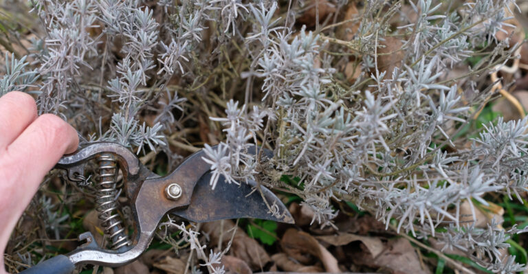 prune lavender